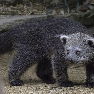 Binturong kit at ground level