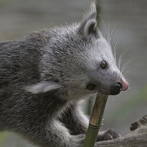 Binturong kit gnawing bamboo