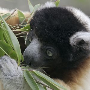 Crowned sifaka sampling bamboo