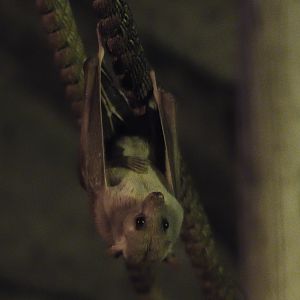 Egyptian fruit bat