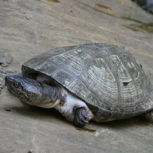 Turtle ID? - Zoo Wroclaw