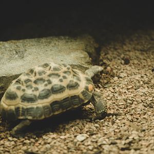 Spider tortoise