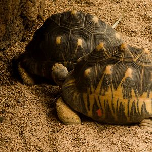 Radiated tortoise