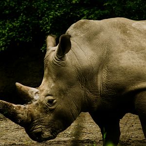 White Rhino