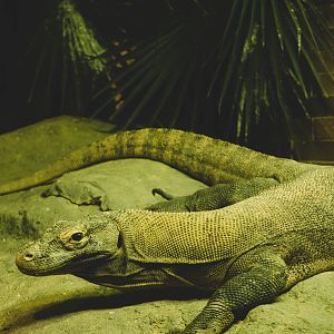 Favorite animal at the zoo