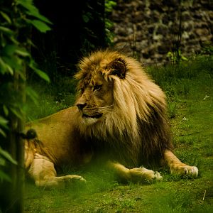 African Lion
