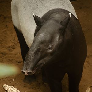 Malayan tapir