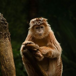 Not sure of this species