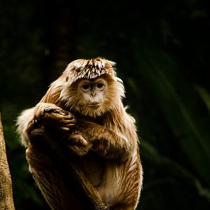 Not sure of this species