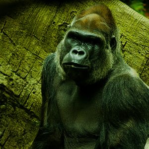 Gorilla