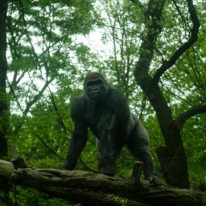 Gorilla