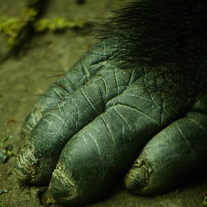 Look at them toes