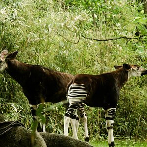 Okapi