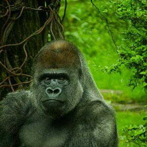 Gorilla