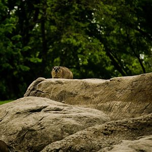 Rock hyrax