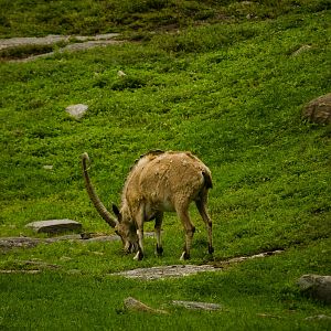 Ibex