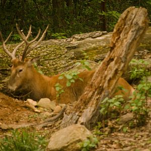 I think a red deer not sure