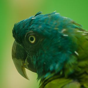 Blue headed parrot