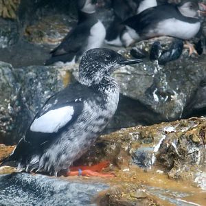 Black Guillemot (Cepphus grylle)