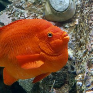 Garibaldi (Hypsypops rubicundus)