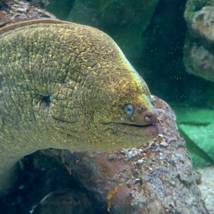 California Moray (Gymnothorax mordax)