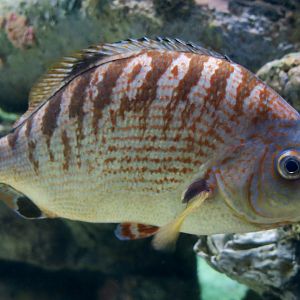 Rainbow Surfperch (Hypsurus caryi)