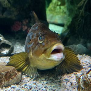 Kelp Greenling (Hexagrammos decagrammus)
