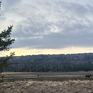 Seven Moose/One Frame - Homer, Alaska