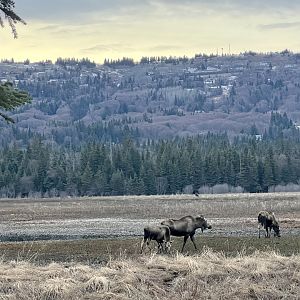 Moose.  Beluga Slough, Homer Alaska