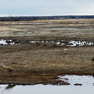 Sandhill Cranes.  Kenai River Estuary, Kenai Alaska