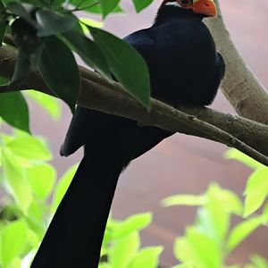 Violet turaco (Musophaga violacea)