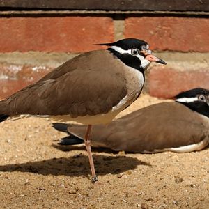 Black-headed lapwing (Vanellus tectus)