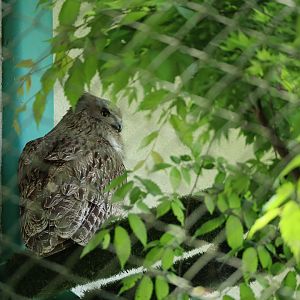 Blakiston's fish owl (Ketupa blakistoni blakistoni)