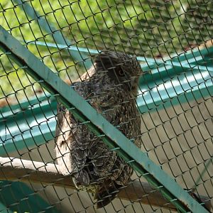 Blakiston's fish owl (Ketupa blakistoni blakistoni)