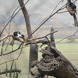 Von der Decken's hornbills