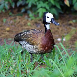 White-faced Whistling-duck