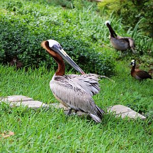 Brown Pelican (Pelecanus occidentalis)
