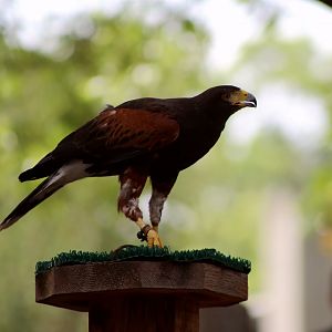 Harris's Hawk, May 2018