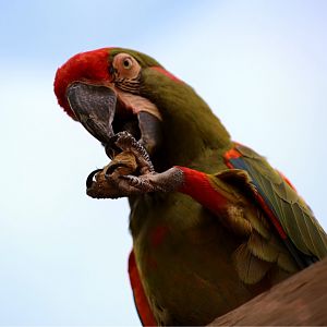 Red-fronted Macaw, May 2018