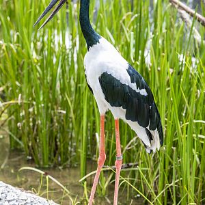 black-necked stork (Ephippiorhynchus asiaticus)