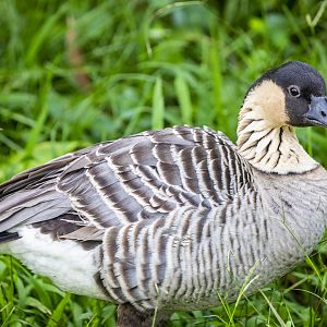 Hawaiian goose (Branta sandvicensis)