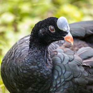 helmeted curassow (Pauxi pauxi)