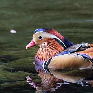 Mandarin Duck (Aix galericulata)