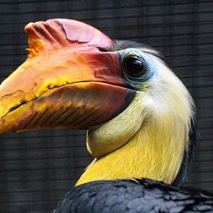 Wrinkled Hornbill (Rhabdotorrhinus corrugatus)