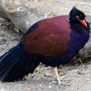 Green-naped Pheasant Pigeon (Otidiphaps nobilis)
