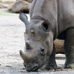 Eastern Black Rhinoceros (Diceros bicornis michaeli)