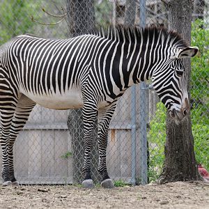 Grevy's Zebra (Equus grevyi)