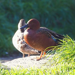 Cinnamon teal (Spatula cyanoptera), 2022-10-09
