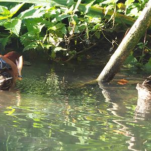 Cinnamon teals (Spatula cyanoptera), 2022-10-09
