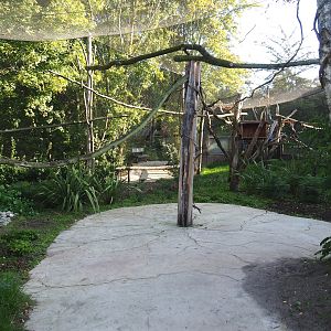 Linnaeus' two-toed sloth, Golden lion tamarin and White-faced saki outdoor walk-through exhibit, 2022-10-09